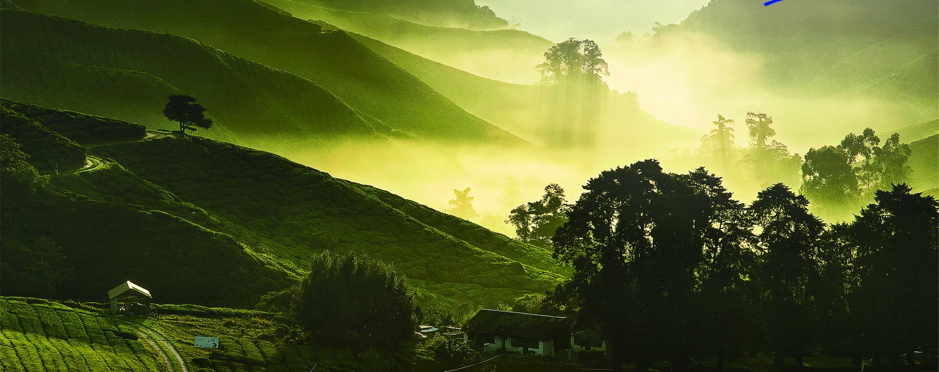 Cameron Highlands