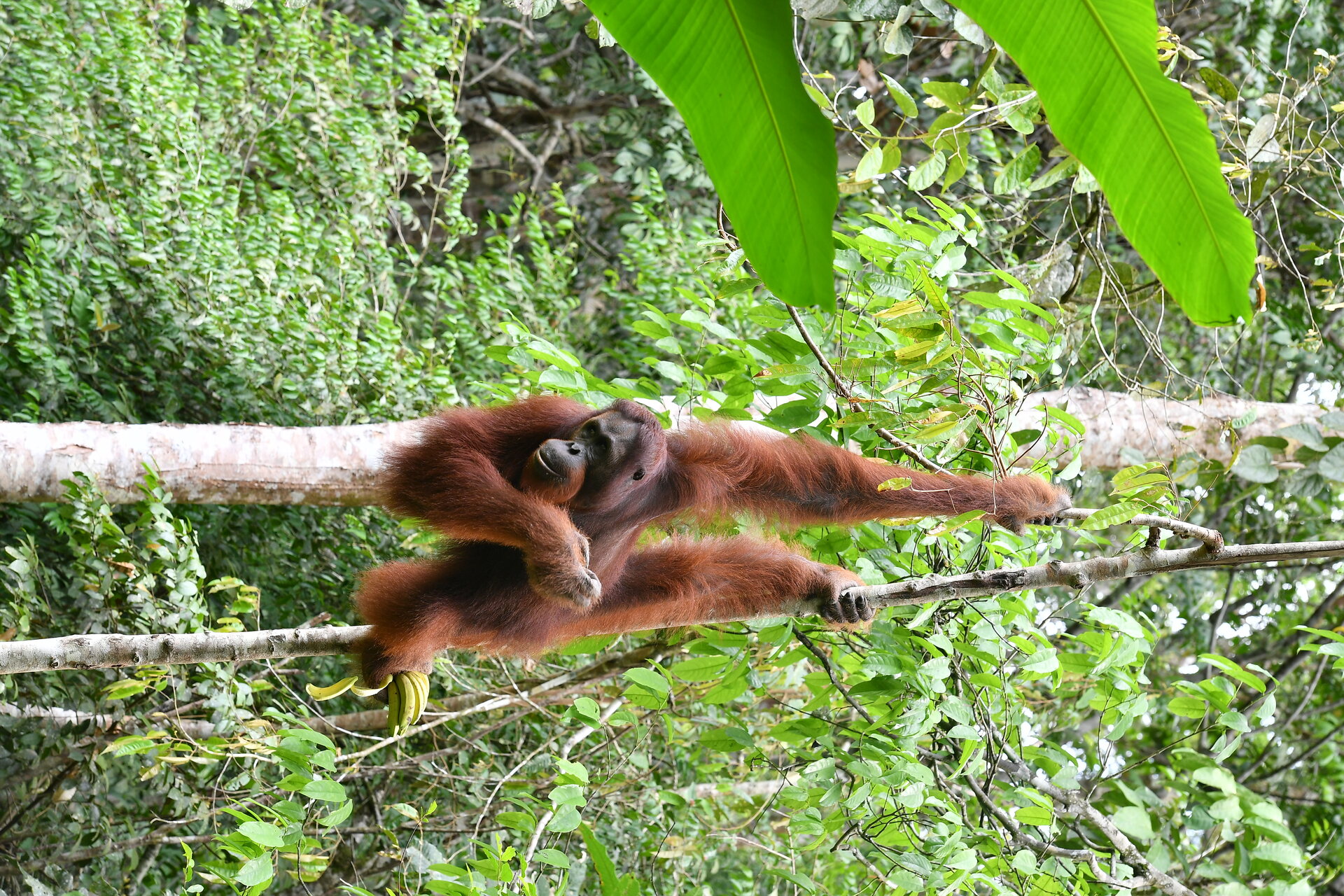 Sabah