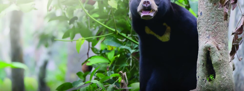 Bornean Sun Bear Conservation Centre