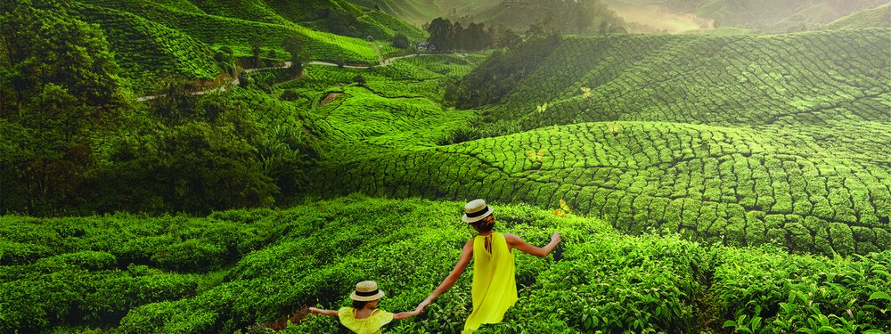 BOH Tea Plantation