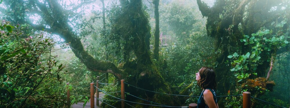 Mossy Forest boardwalk