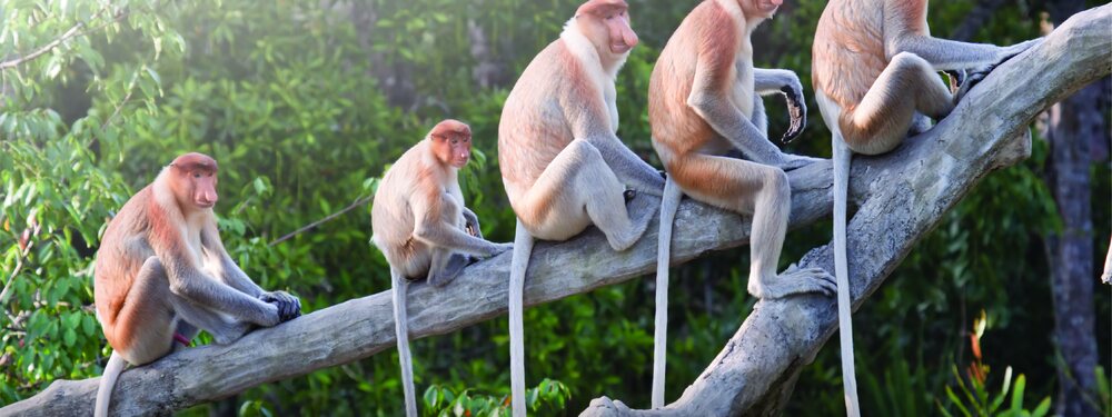 Proboscis monkeys, Bako National Park