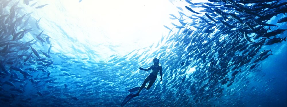 Diving off Sipadan Island