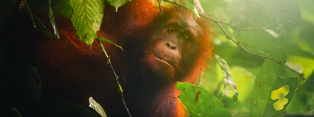 Orangutan, Sepilok Rehabilitation Centre