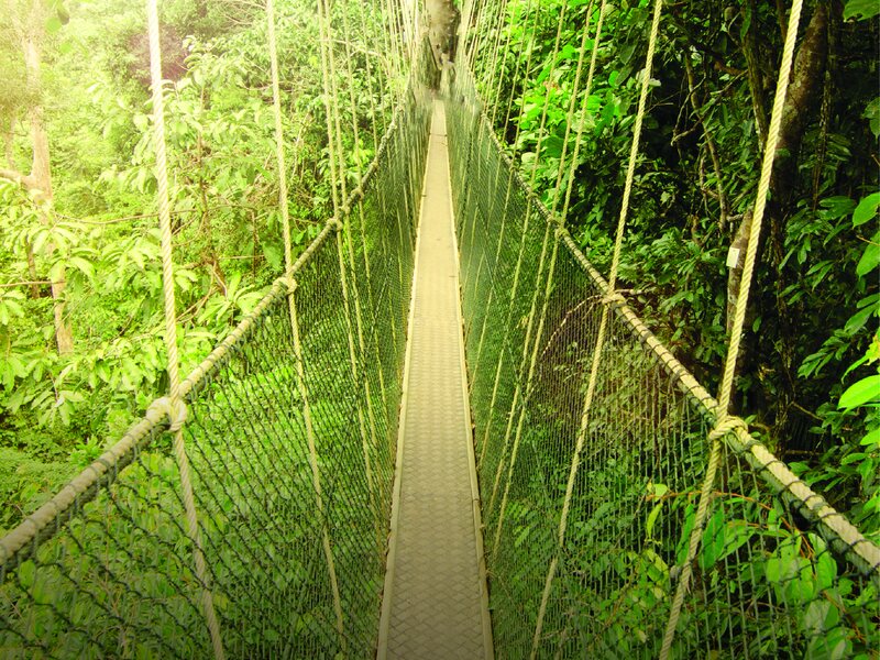 Rainforest canopy walkway