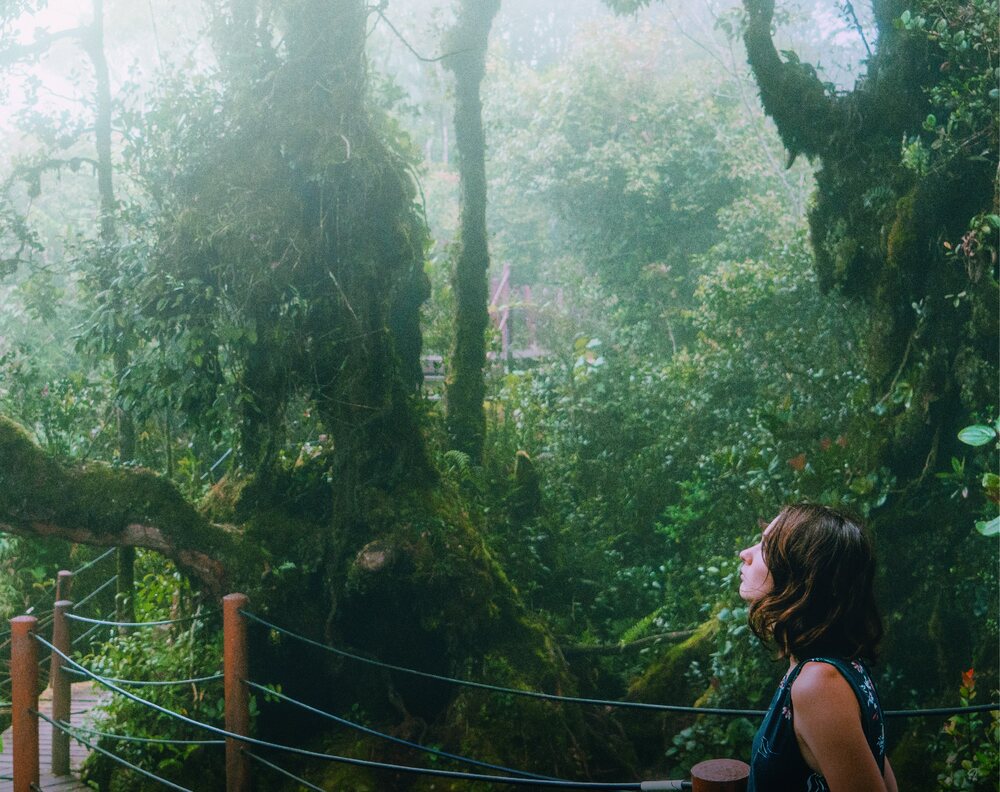 Mossy Forest boardwalk, Cameron Highlands
